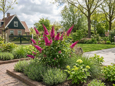 Buddleia (Buddleja davidii Butterfly Candy® Little Cerise)