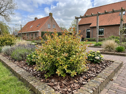 Abelia (Abelia grandiflora 'Jelly Beans' ) - Heesters