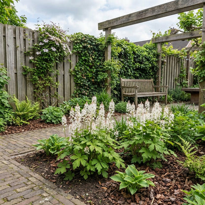 Perzische muts (Tiarella cordifolia) - Tuinplanten
