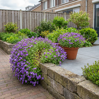 Randjesbloem (Aubrieta 'Cascade Purple') - Tuinplanten