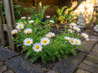 Marokkaanse kamille (Anacyclus depressus) - Tuinplanten