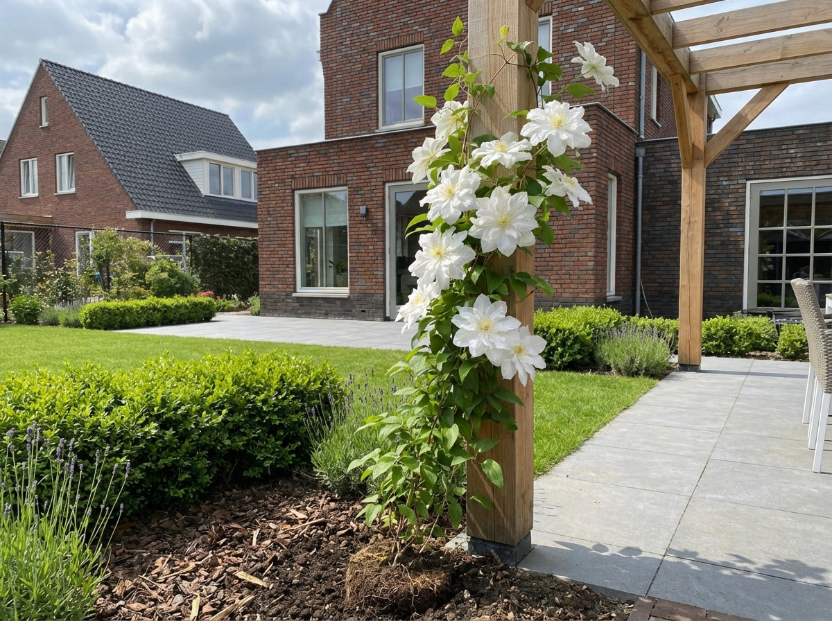 Klimplant Clematis Sylvia Denny (Bosrank) - Klimplanten