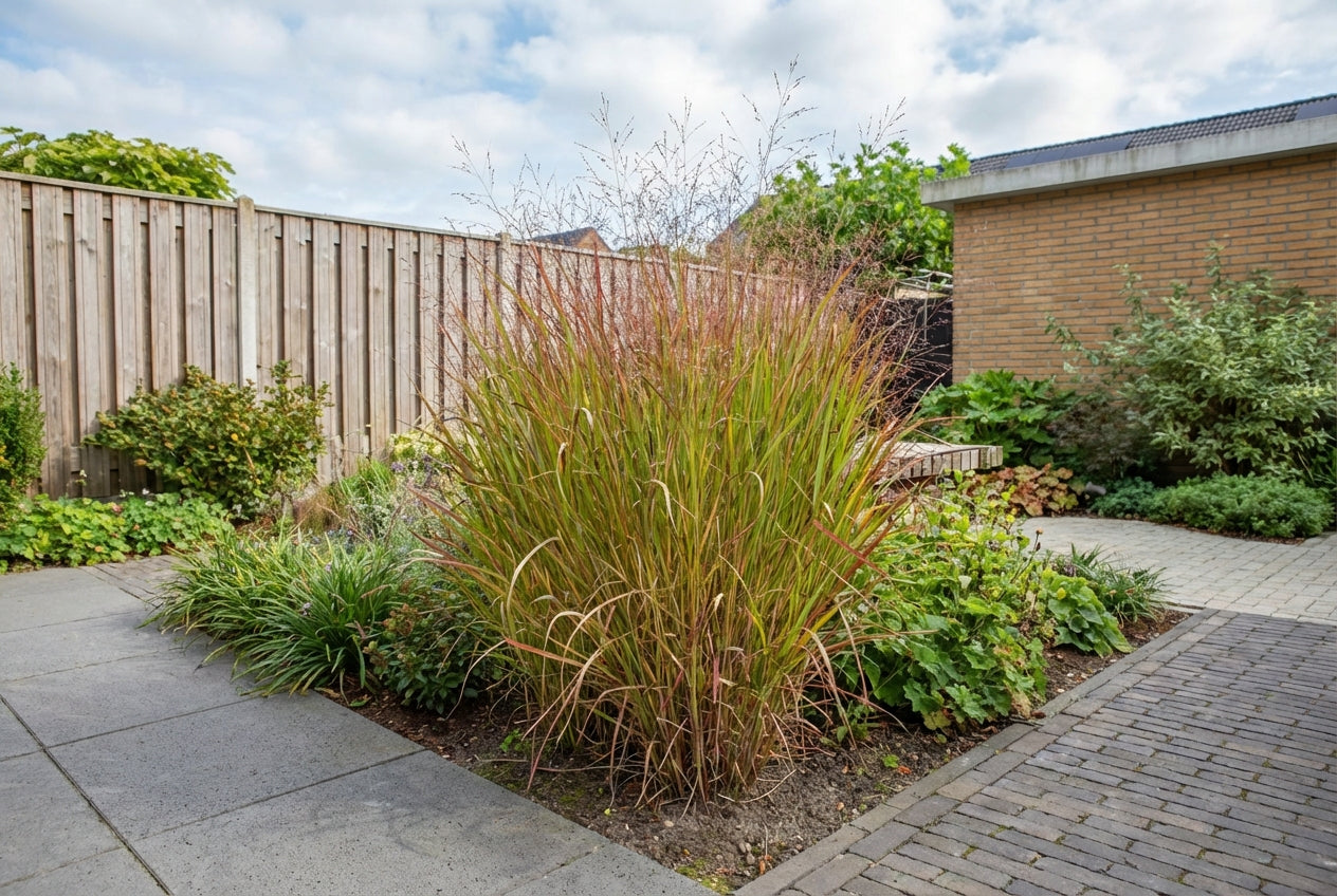 Vingergras (Panicum virg. 'Rotstrahlbusch') - Tuinplanten