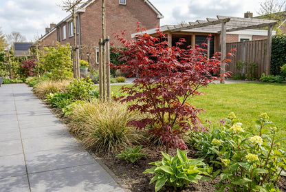 Japanse Esdoorn (Acer palmatum 'Bi-Hoo') - Japanse Esdoorn