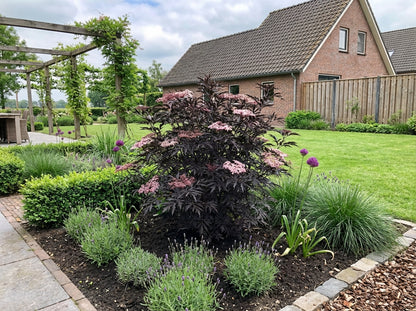Sureau noir (Sambucus nigra Black Lace)