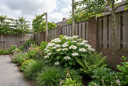 Hortensia (Hydrangea macrophylla 'Libelle' (Teller White)) - Hortensia