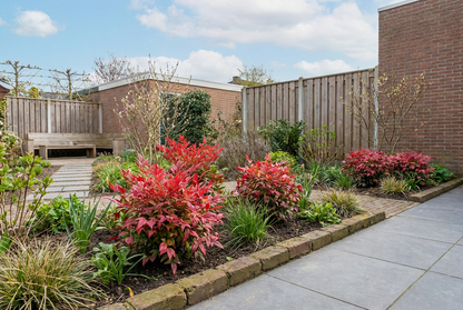 Bambou céleste (Nandina domestica Blush Pink)