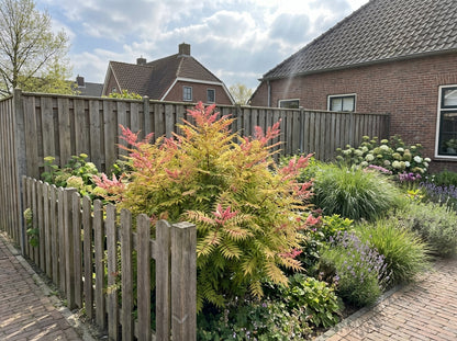 Spirée à baies de sorbier (Sorbaria sorb. 'Sem' PBR)