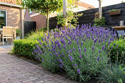 Lavande (Lavandula angustifolia 'Dwarf Blue')