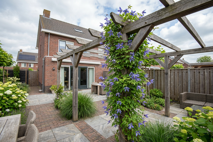 Klimplant Clematis macropetala (Bosrank) - Klimplanten