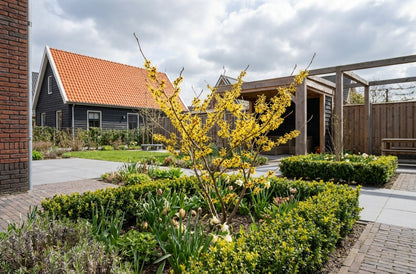 Hamamélis (Hamamelis intermedia 'Westerstede')