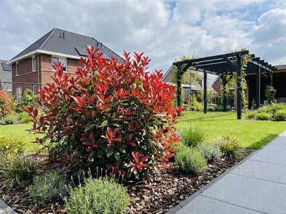 Glansmispel (Photinia fraseri ‘Carré Rouge’) - Heesters