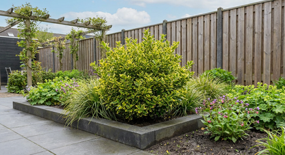 Kardinaalsmuts (Euonymus japonicus 'Aureomarginatus') - Heesters