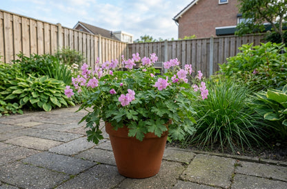 Ooievaarsbek (Geranium dalmaticum) - Tuinplanten