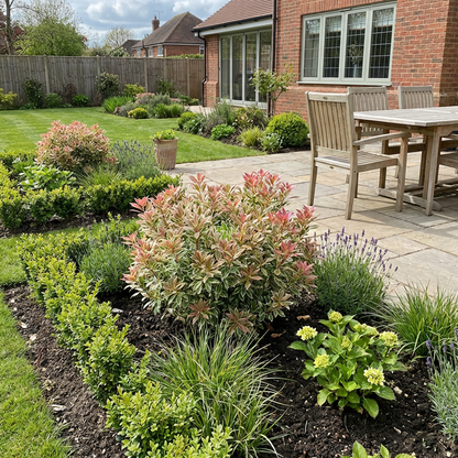 Bruyère des rochers (Pieris jap. 'Little Frosty' PBR)