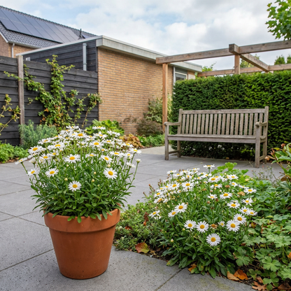 Aster nain (Aster alpinus 'Albus')