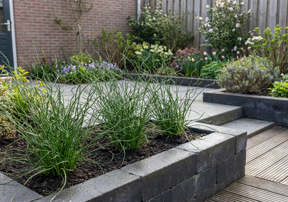 Kurkentrekkersgras (Juncus 'Spiralis') - Kurkentrekkersgras