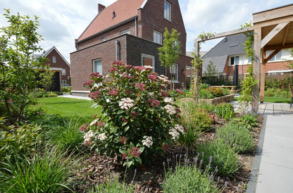 Sneeuwbal (Viburnum tinus Spirit ) - Viburnum