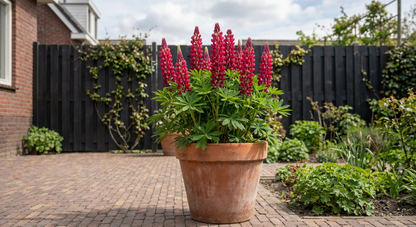 Lupin (Lupinus 'My Castle')