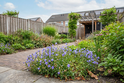 Campanule à feuilles de cochléaire 'Blue Baby' (Campanula cochleariifolia 'Blue Baby')
