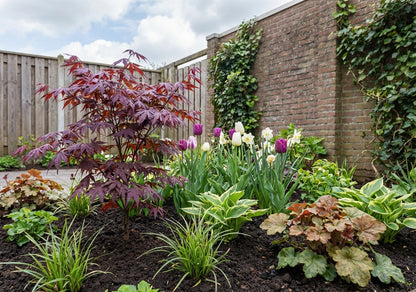 Japanse Esdoorn (Acer palmatum 'Trompenburg') - Japanse Esdoorn