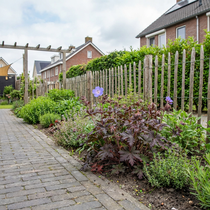 Ooievaarsbek (Geranium 'Midnight Reiter') - Tuinplanten