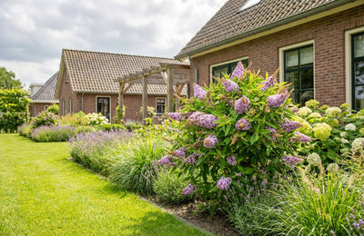 Buddleia (Buddleja davidii Butterfly Candy® Lila Sweetheart)