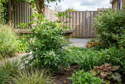 Choisya (Choisya Greenfingers) - Heesters