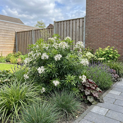 Choisya (Choisya White Dazzler) - Heesters