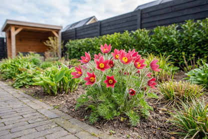 Wildemanskruid (Pulsatilla vulgaris 'Rubra') - Tuinplanten