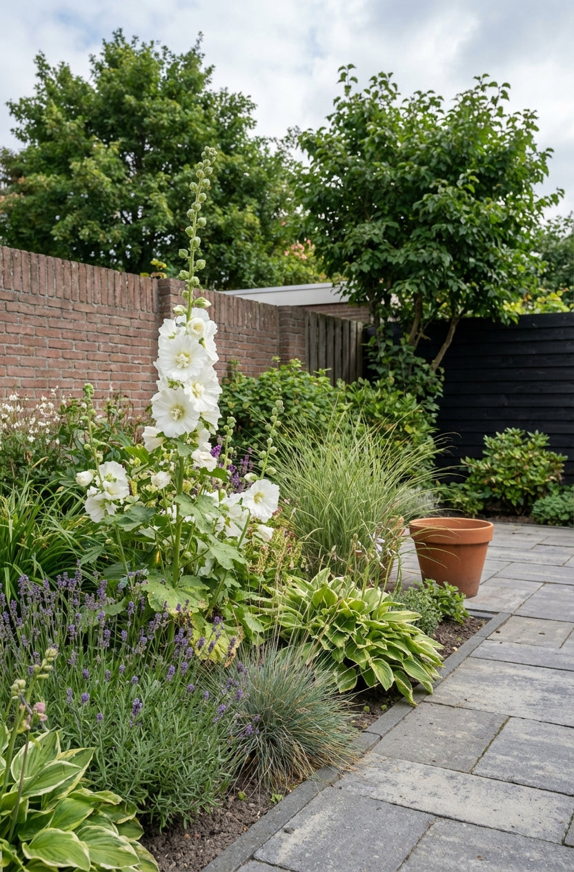 Stokroos (Alcea rosea 'Alba') - Tuinplanten