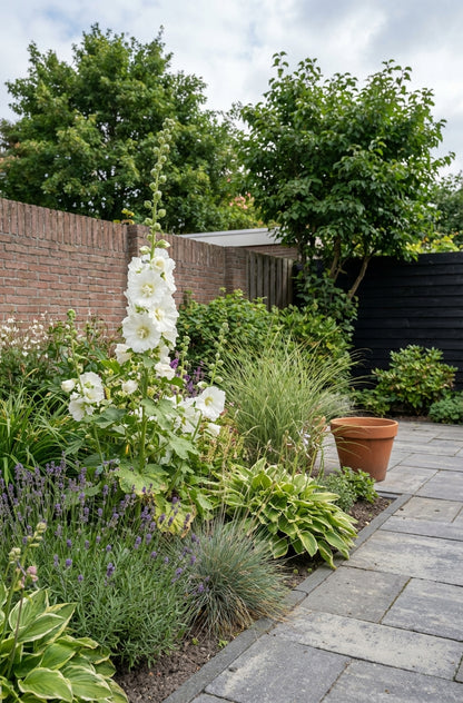 Stokroos (Alcea rosea 'Alba') - Tuinplanten