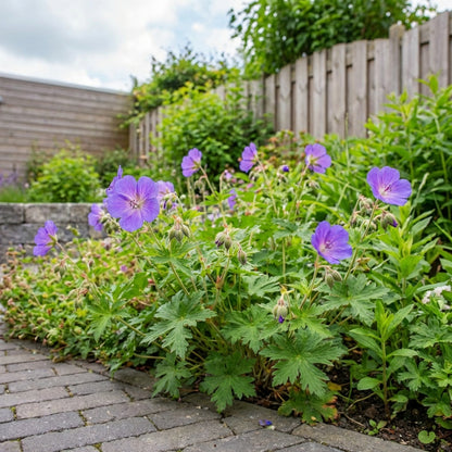 Géranium de l'Himalaya (Geranium himalayense)