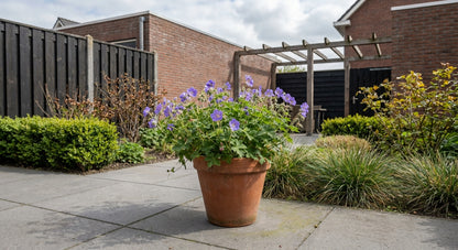 Géranium à feuilles de grue (Géranium 'Nouvelle Dimension')