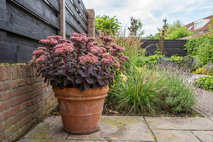Orpin (Sedum hybride 'Karfunkelstein')
