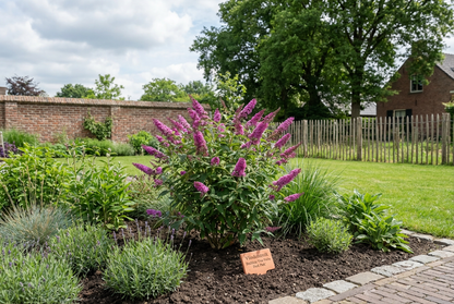 Vlinderstruik (Buddleja davidii Free Petite© Dark Pink) - Vlinderstruik