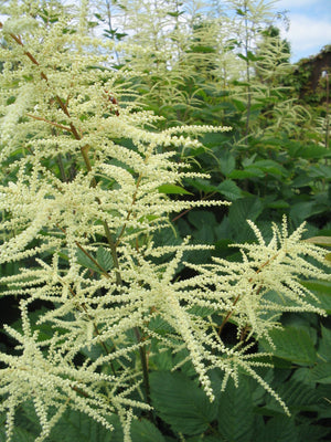 Barbe-de-bouc (Aruncus dioicus)