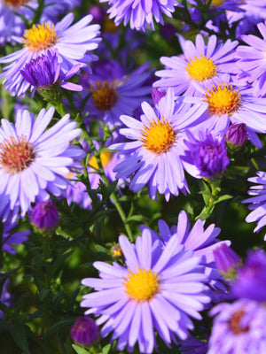 Marguerite de la Saint-Michel (Aster (D) 'Dame en bleu')