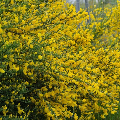 Genêt (Cytisus scoparius 'Vanesse')