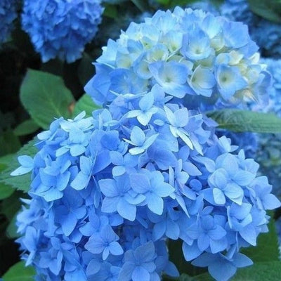 Hortensia (Hydrangea macrophylla 'Nikko Blue')