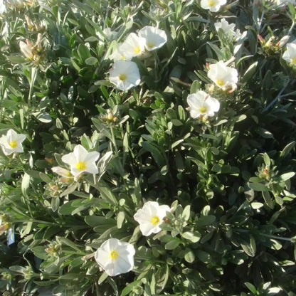 Zilverwinde (Convolvulus cneorum) - Heesters
