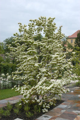 Cornouiller (Cornus kousa chinensis)