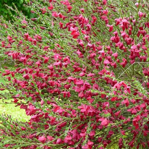 Brem (Cytisus praecox 'Boskoop Ruby') - Heesters