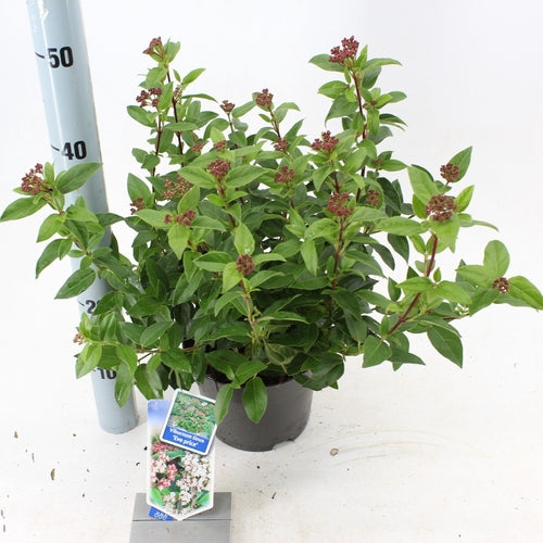 Sneeuwbal (Viburnum tinus ‘Eve Price’) - Viburnum