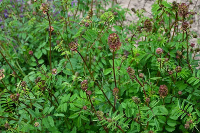 Mouron rouge (Sanguisorba minor)