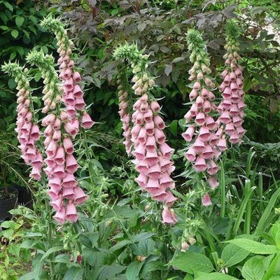 Digitale (Digitalis 'Mertonensis') 
