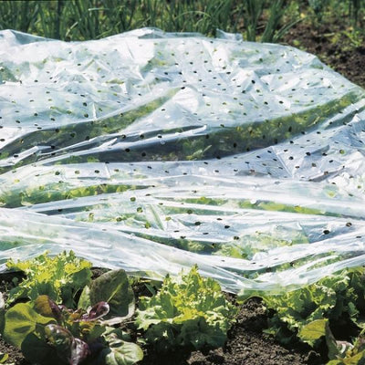 Feuille transparente perforée pour tunnel de culture