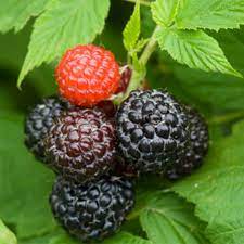 Plante grimpante Rubus occidentalis 'Black Jewel' (Framboisier noir)