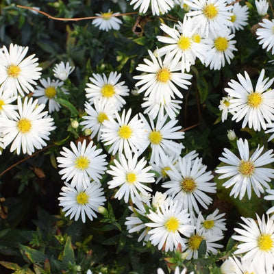 Aster nain (Aster (D) 'Schneekissen')