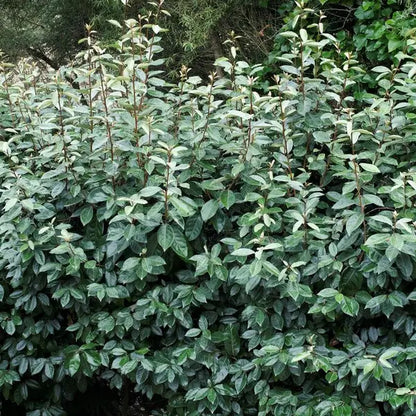 Olijfwilg (Elaeagnus ebbingei 'Compacta') - Haagplanten